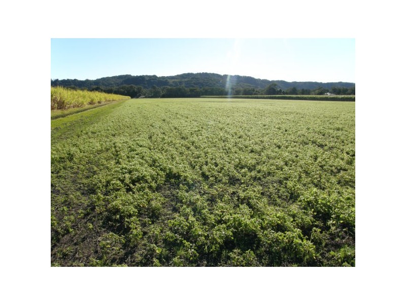 Pimlico NSW 2478