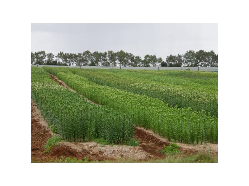 541 Ellis Rd, Alstonville NSW 2477