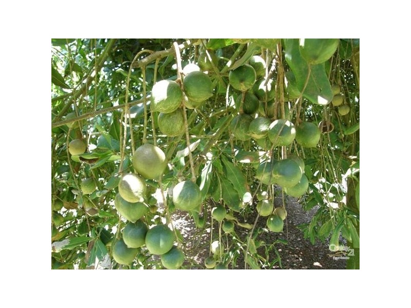 425 Wardell Road, Alstonville NSW 2477