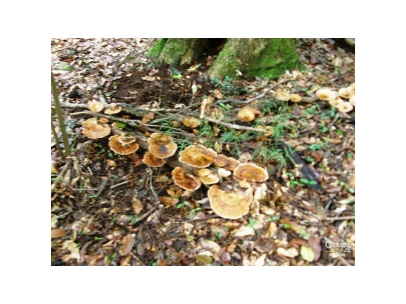 460 Marom Creek Road Meerschaum Vale, Alstonville NSW 2477