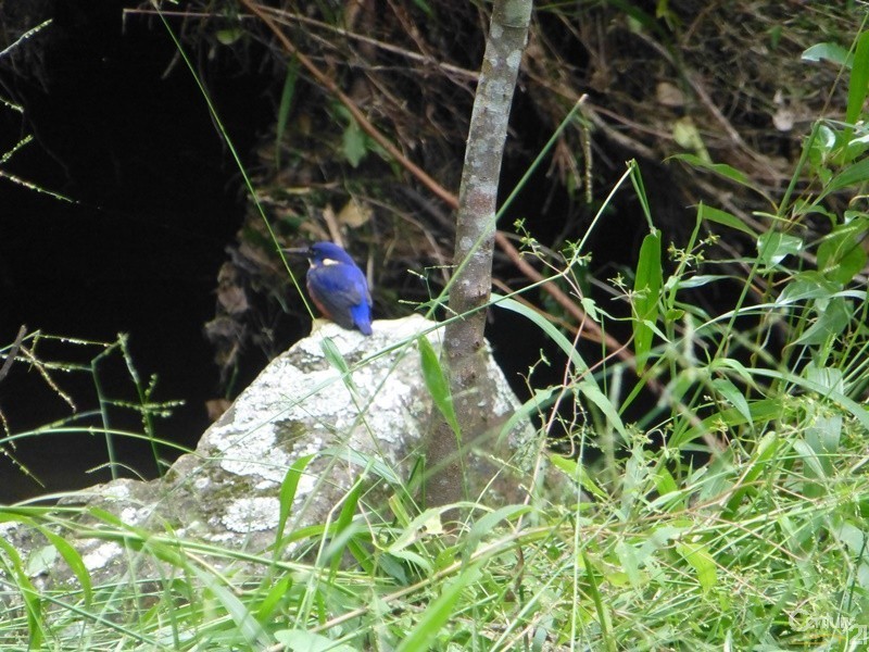 460 Marom Creek Rd, Meerschaum Vale NSW 2477