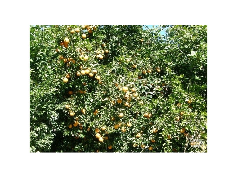 89 Bundara Park Dr, Alstonville NSW 2477