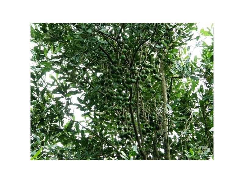 193 Channon Road, Dunoon NSW 2480