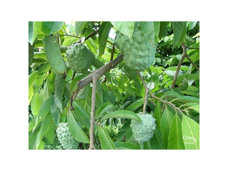 1930 Dunoon Road, Dunoon NSW 2480