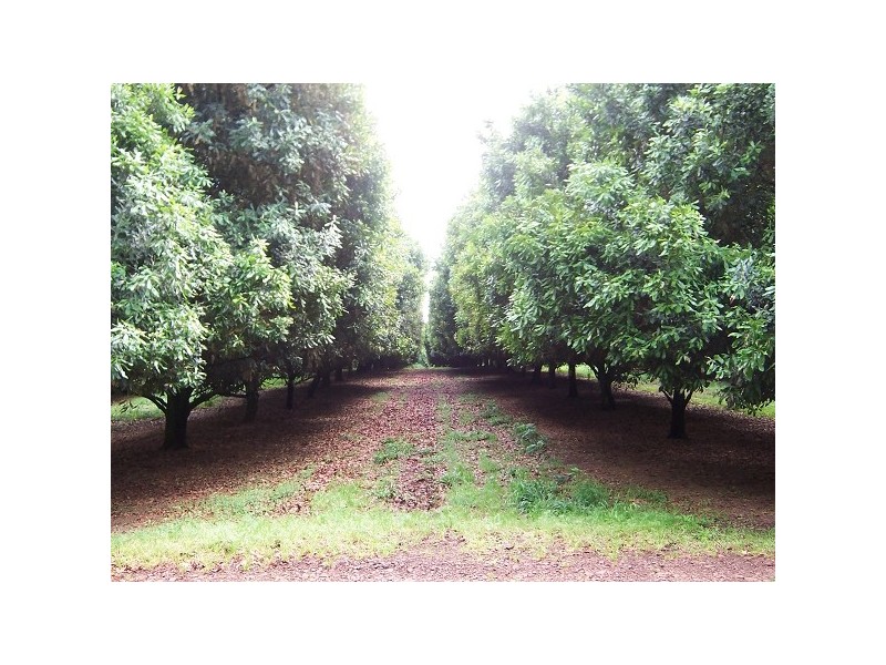 . Nutmac Bangalow Road, Clunes NSW 2480