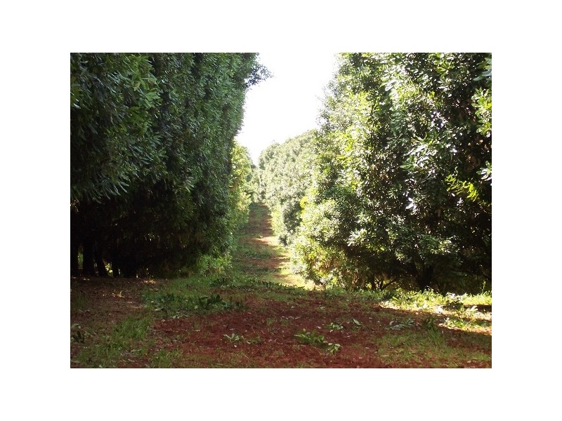 . Nutmac Bangalow Road, Clunes NSW 2480