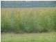 Bora Ridge NSW 2471