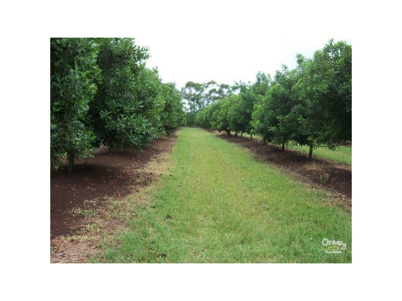 100 Lees Lane, Hogarth Range NSW 2469