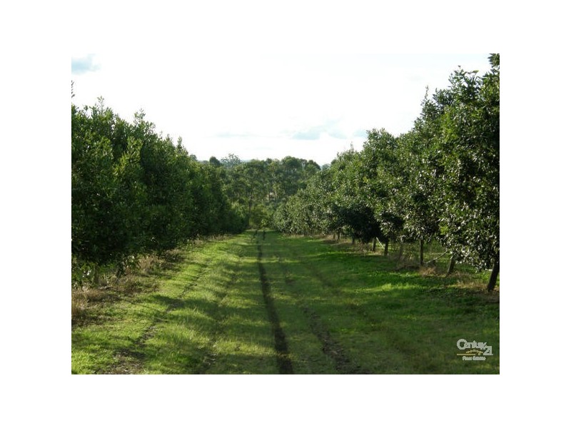 100 Lees Lane, Hogarth Range NSW 2469