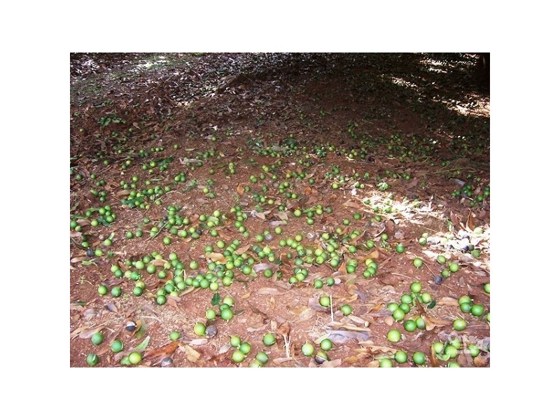 109 Channon Road, Dunoon NSW 2480