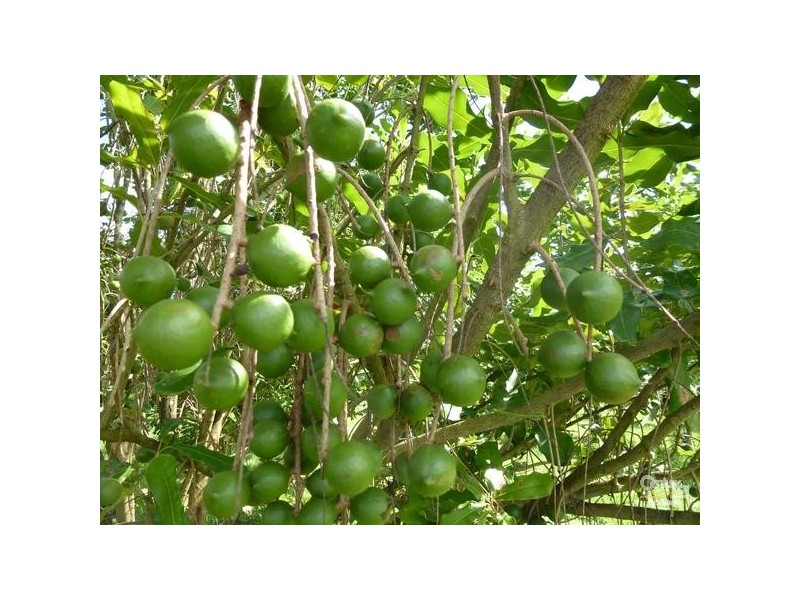 109 Channon Road, Dunoon NSW 2480