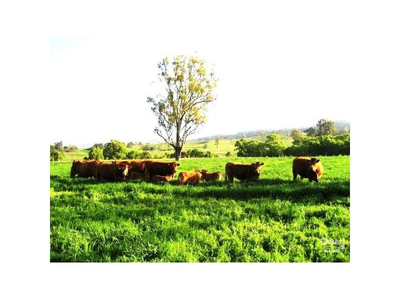 1071 Wiangaree Back Road, Kyogle NSW 2474