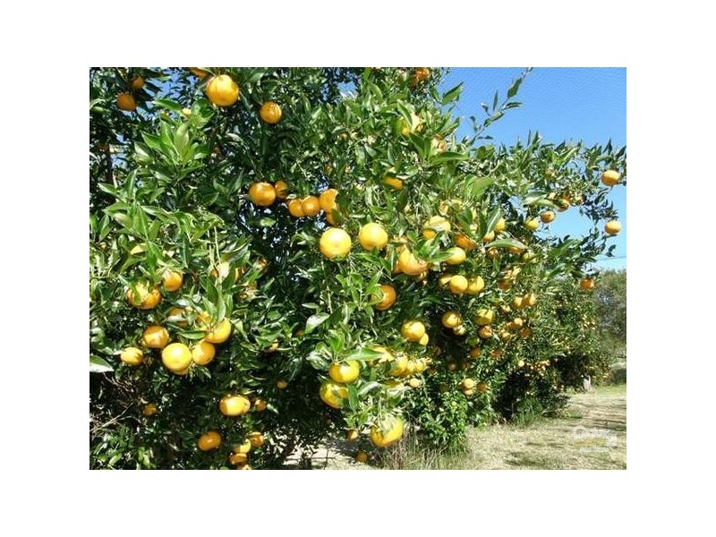 120 Rous Road, Alstonville NSW 2477