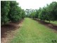 100 Lees Lane, Hogarth Range NSW 2469
