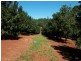 Dunoon NSW 2480