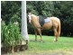 122 Alstonvale Road, Alstonvale NSW 2477