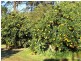 122 Alstonvale Road, Alstonvale NSW 2477
