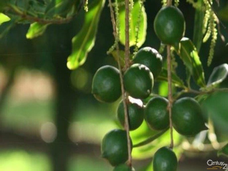 439 Teven Road, Alstonville NSW 2477