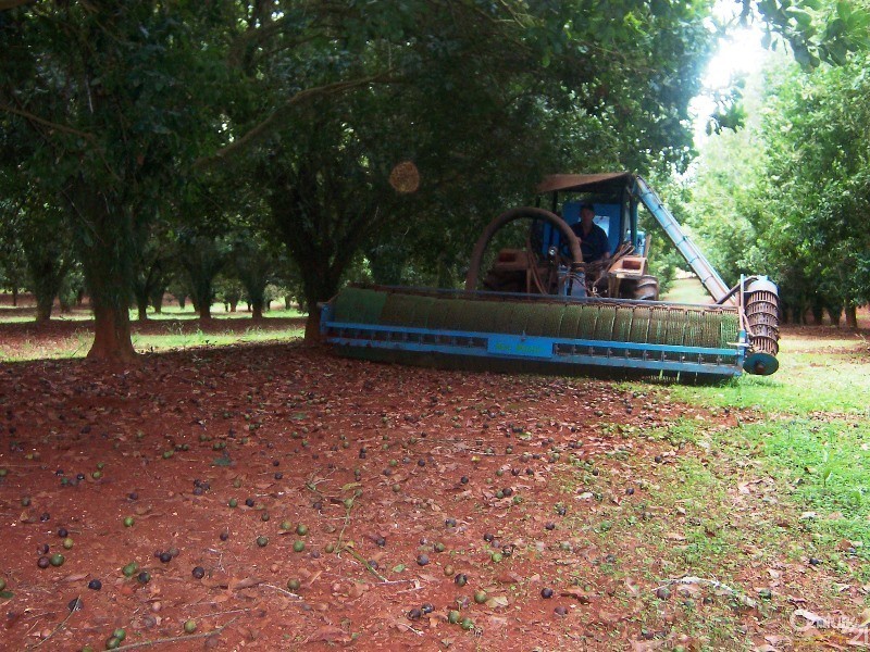 Dunoon NSW 2480