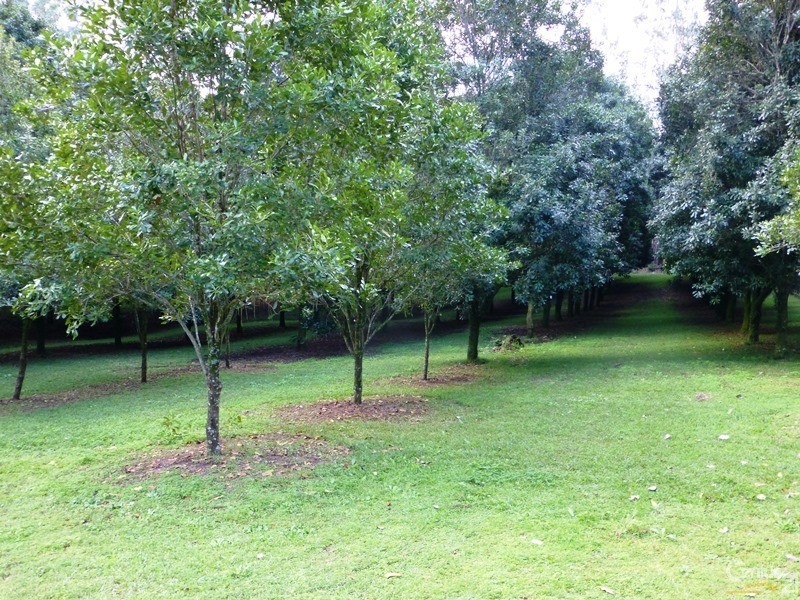 81 Cowlong Road, Mcleans Ridges NSW 2480