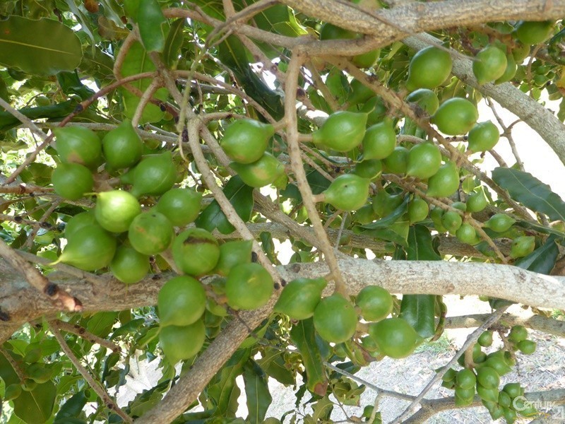 206 South Bank Road, Palmers Channel NSW 2463