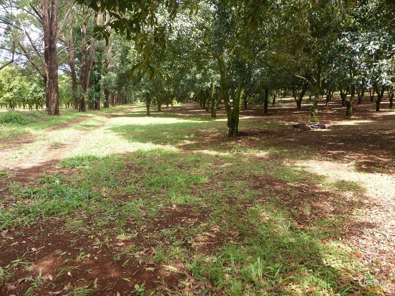 161 Fletcher Road, Dunoon NSW 2480