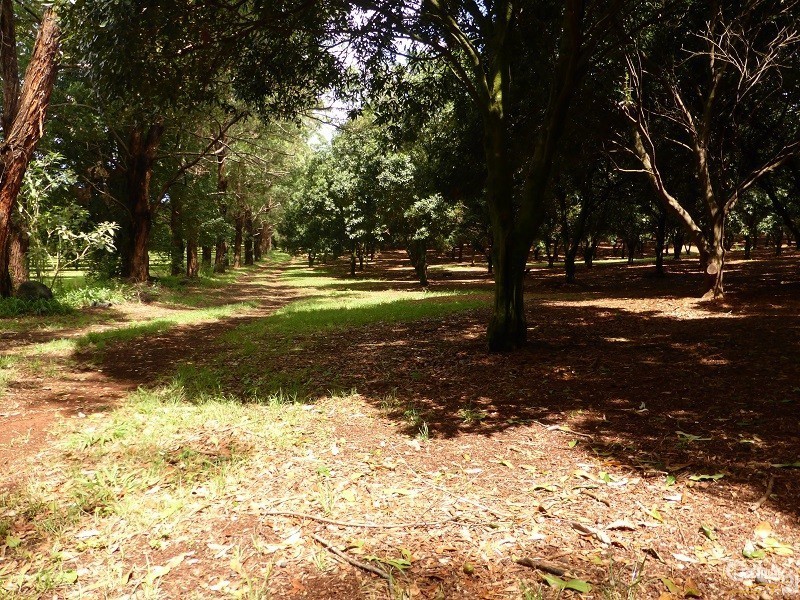 161 Fletcher Road, Dunoon NSW 2480