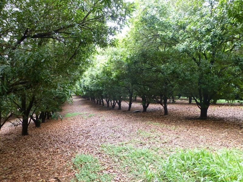 74 Rayward Road, Dunoon NSW 2480