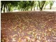 Alstonvale NSW 2477