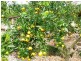 Alstonvale NSW 2477
