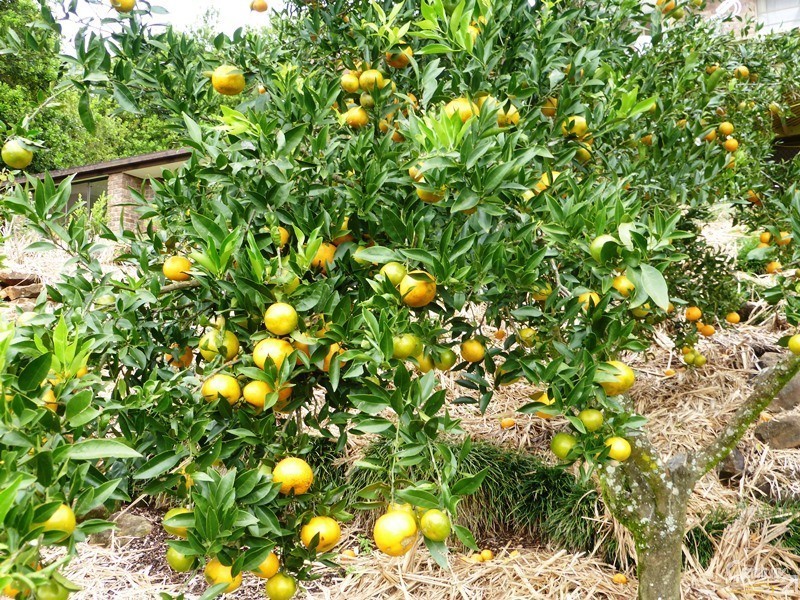 Alstonvale NSW 2477