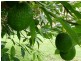 Alstonvale NSW 2477