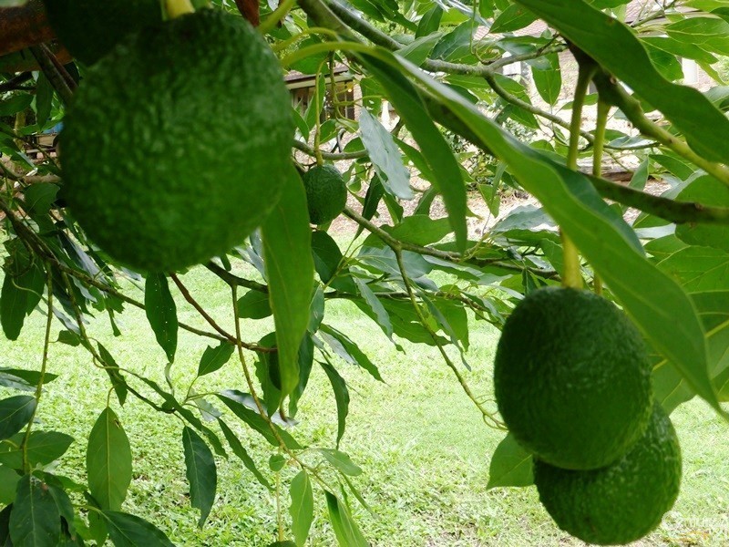 Alstonvale NSW 2477