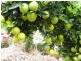 Alstonvale NSW 2477