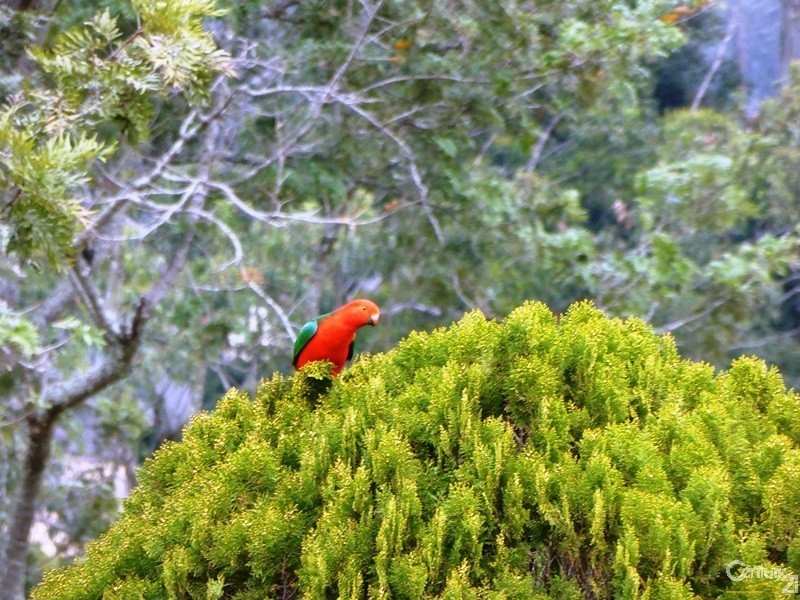 218 Ghinni Ghi Road, Kyogle NSW 2474