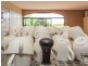 185 Cooks Lane, Dalwood NSW 2477
