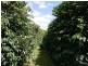 185 Cooks Lane, Dalwood NSW 2477