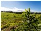 250 Dalwood Road, Dalwood NSW 2477