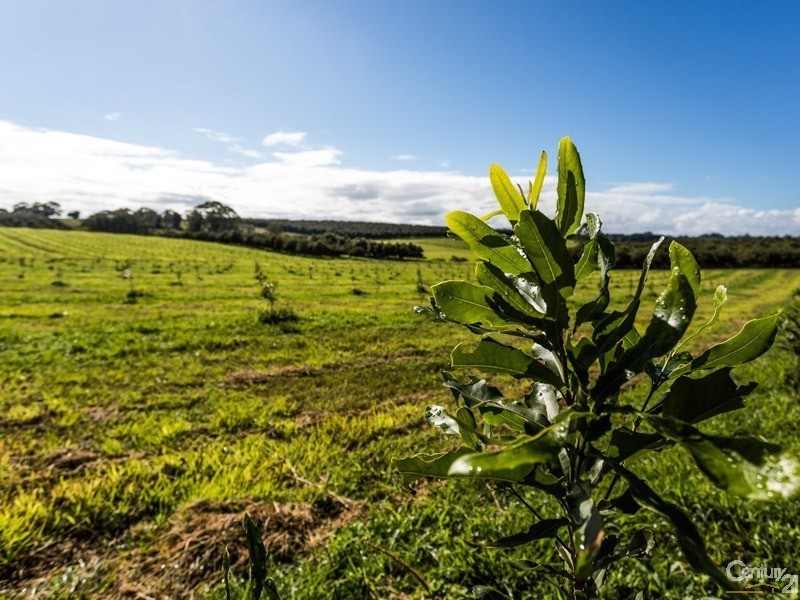 250 Dalwood Road, Dalwood NSW 2477