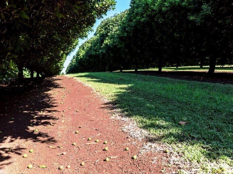 Booerie Creek NSW 2480