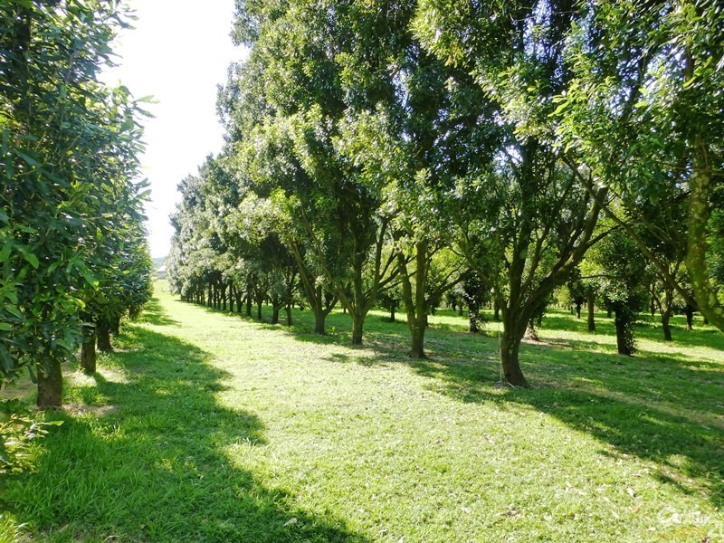 277 Friday Hut Road, Brooklet NSW 2479