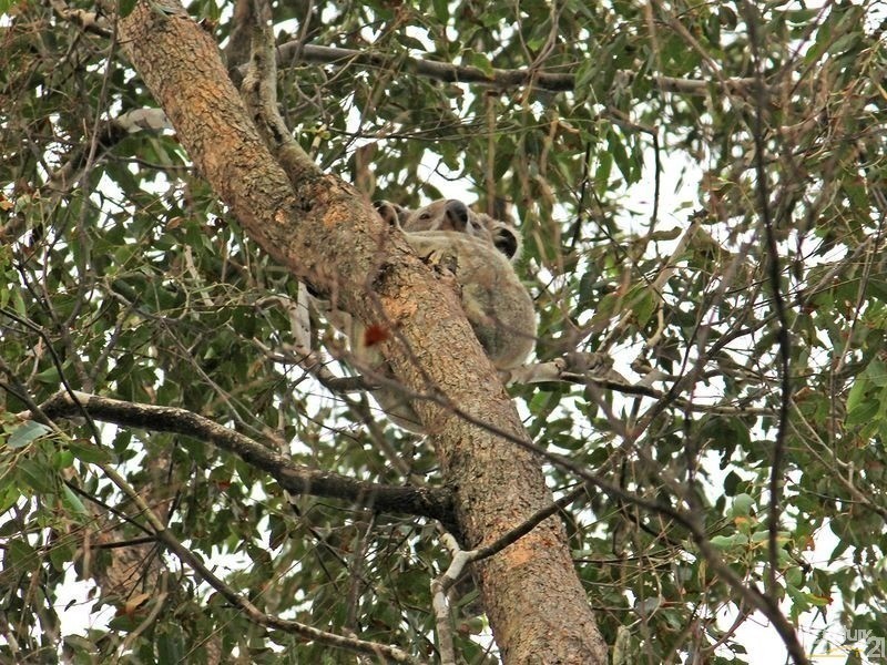 265 Bartlett’s Lane, Meerschaum Vale NSW 2477