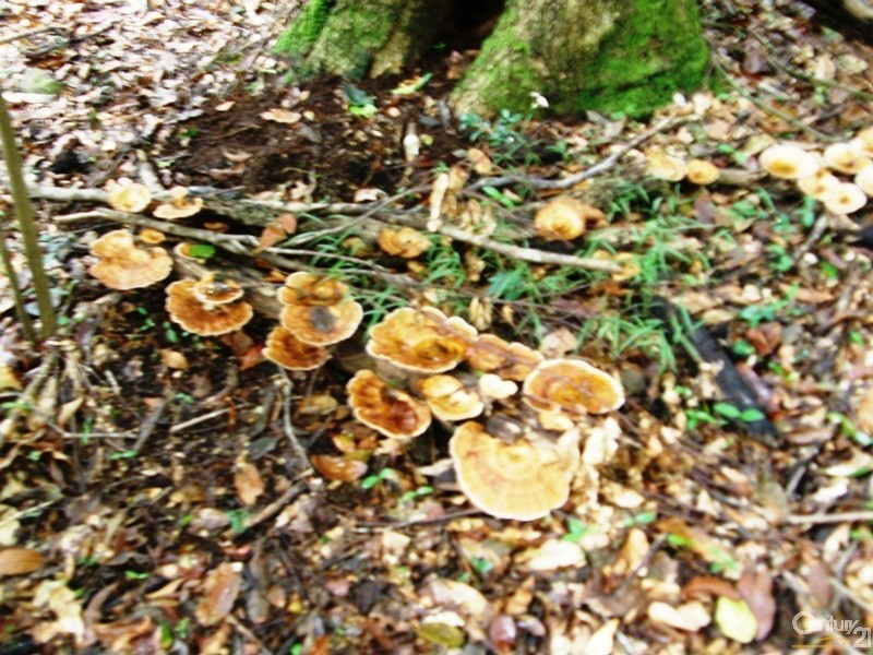 460 Marom Creek Road, Meerschaum Vale NSW 2477