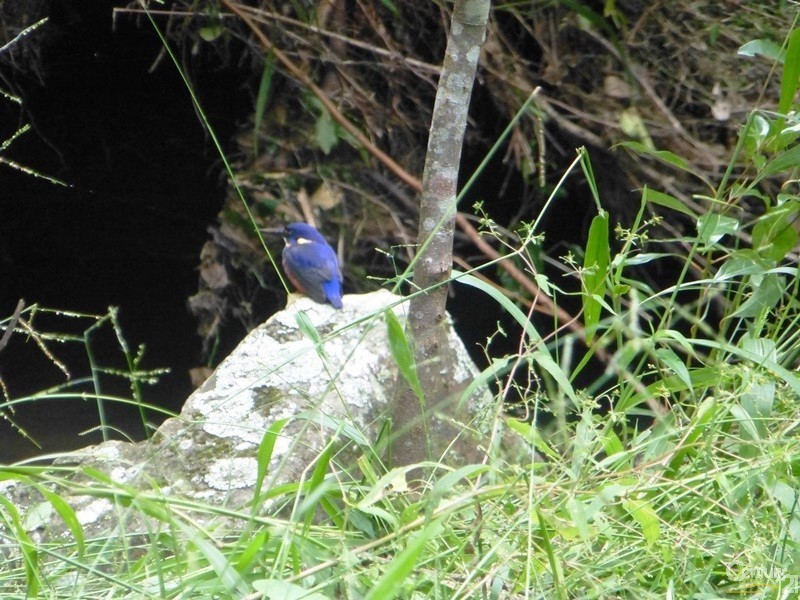 460 Marom Creek Road, Meerschaum Vale NSW 2477