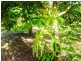 507  Duncan Road, Dunoon NSW 2480