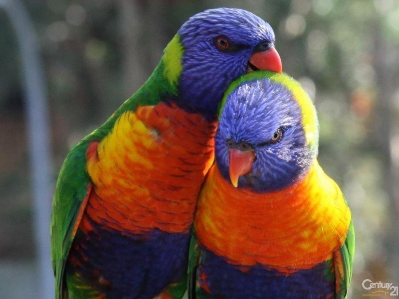 37/1-15 Tuckwell Place, Macquarie Park NSW 2113