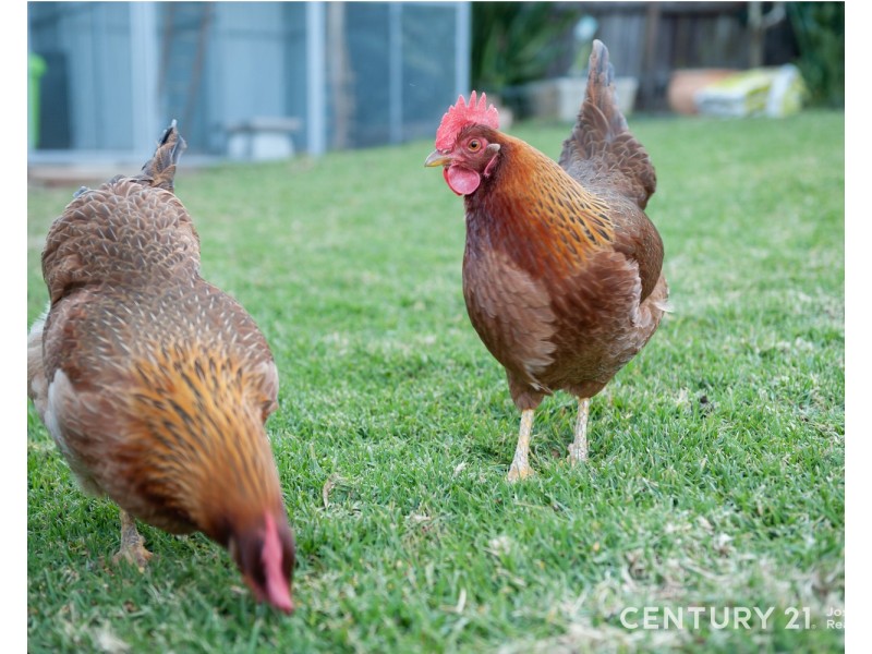 15 Beechwood Parade, Cherrybrook NSW 2126