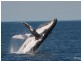 Narooma NSW 2546