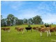 11229 Princes Highway, Cobargo NSW 2550
