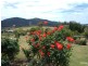 252 Wandella Road, Cobargo NSW 2550
